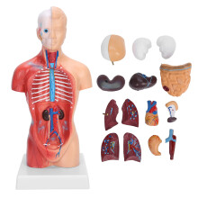 Modèle innovant de torse humain anatomique, pour l'enseignement médical scolaire, manuel d'installation détaillé, matériau PVC non toxique,