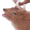 Lebensechte Hirsch Figur Spielzeug Dschungel Zoo 15