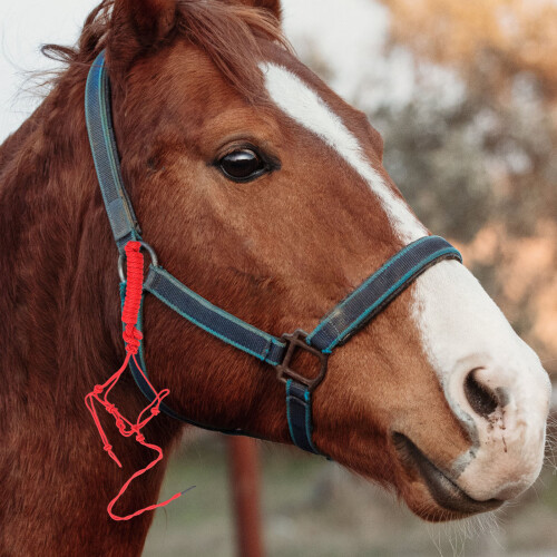3Pièces Licols Tressés Robustes Pour Chevaux 1