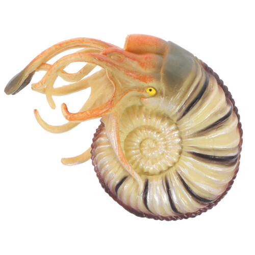 2Pièces Modèles Nautilus PVC Colorés Jouet Educatif Et Décor 1