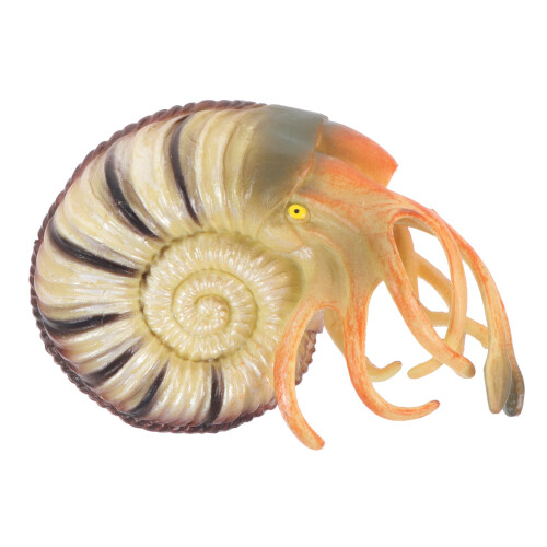 2Pièces Modèles Nautilus PVC Colorés Jouet Educatif Et Décor