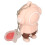Hellorangefarbener Cartoon-USB-Stick 64 GB USB 2.0 5
