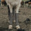 4Pièces Bottes Légères Anti-Mouche Usage Extérieur 6