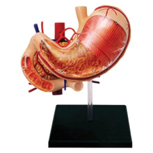 Human Stomach Anatomy Model Detachable, ColorCoded Organ Model for Medical Education, LifeSize Digestive Tool