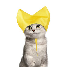 Shower Caps for Cats, Waterproof Bath Cap for Kittens, Ear Protection