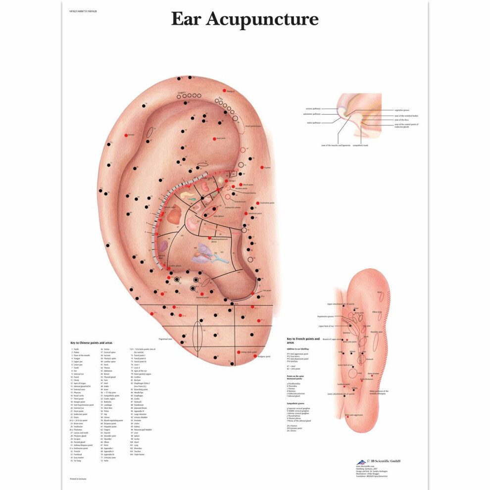 VR1821L Ear Acupuncture Chart Laminated Version Human Anatomy Poster For Classrooms And Clinics