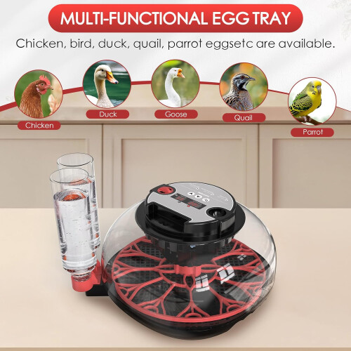 Incubators for Hatching Eggs Automatic Egg Incubator Temp Control Humidity Display 12 Egg Capacity Auto Turner 360 View 1