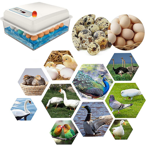 Egg Incubator 20Egg Capacity With Automatic Temperature Control Bionic Water Bed For Duck Goose Pigeon Quail Farming 1