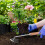 Weeder Puller Tool, Manual Weed Removal Tool, Root Extractor Stick, Garden Hand Weed, Soil 5