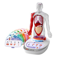 Human Body Model for Kids Teaching Play Set for Teacher Supplies Stude