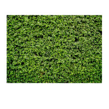 Safari Party Decoration Backdrop Green Leaves Grass Photography Wall Greenery Newborn Baby Shower Wedding Birthday Photo Background Studio Props
