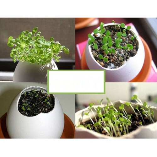 Κιτ καλλιέργειας DIY με σπόρους, κιτ αυτοφυούς φύτευσης για το σπίτι, εύκολο στη 2