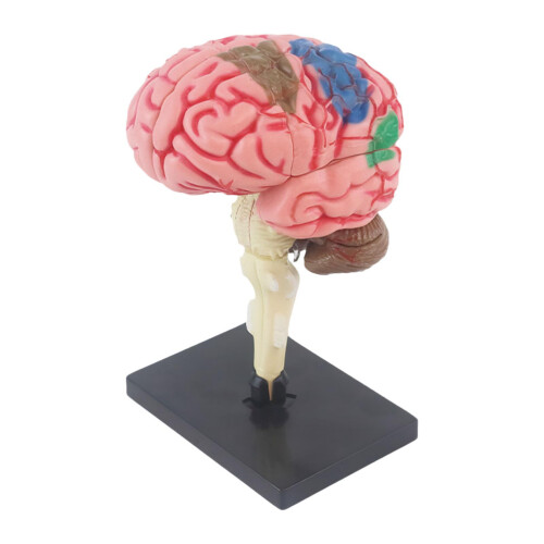 Human Brain Model Easy to Use Toy 4D Disassembled for Teaching Study S