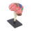 Human Brain Model Easy to Use Toy 4D Disassembled for Teaching Study S 2