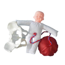 Female Pelvic Anatomy Model Teaching Aids Human Female Pelvis Anatomy