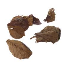 PACK 10 Indian Almond Leaves Beneficial Leaf for Shrimps Betta Tropica