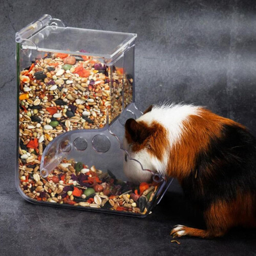 Automatic Pet Feeder with Large Capacity Transparent Design for Hamsters Parrots Hedgehogs 2
