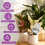 4pack Automatic Plant Water Bulbs Large Capacity Colorful-Blue 6