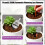4pack Automatic Plant Water Bulbs Large Capacity Colorful-Blue 5