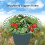 Stackable Tiered Planter Shelf For Strawberries-Small 5 set 2