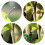 5Pcs Tape Grafting Pruning Strecth Graft Budding-Yellow 2cm 3