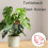 Pack of 2 Monstera Plant Support Stakes Vertical Growth-Black 5