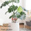 Pack of 2 Monstera Plant Support Stakes Vertical Growth-Black 4