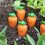Realistic Smile Carrot Figurines Stake for Easter Celebration 7