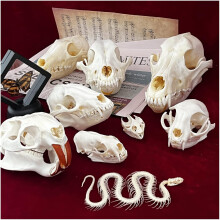 1:1 Real Animal Skull Specimen Taxidermy Snake Skeleton Skull Turtle Mink Skull Beaver Skull for Dog Raccoon Skull Skull for Cat Set 7Pcs