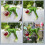 Authentic Frogs Decoration Enhances Any Space With Its Natural 7