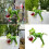 Authentic Frogs Decoration Enhances Any Space With Its Natural 2
