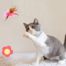 Katzenhalsband mit Federn, Spielzeug, verstellbar,