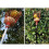 Metal Fruit Picker Telescopic Length Deep Basket Picking-Red 5