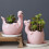 Cute Dinosaur Ceramic Succulent-Pink Laying dinosaur eggs 3