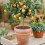 Pack Of 4/6 Pot Liners Cuttable Plant Protector Mesh for-30CM6 5