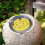 Lightweight Floating Bees Pads Attract Pollinators to Backyard 5