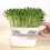 Simple to Use Sprouting Basket Soilless Cultivation Tray Bean 5