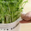 Simple to Use Sprouting Basket Soilless Cultivation Tray Bean 7