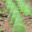 10/20/30pcs Plant Cover Multifunction Protective Cover-2 4