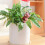 4Pcs Cartoon Bear Automatic Plant Dripper Bedroom Dormitory 3
