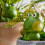 4pc Frog Plant Watering Spikes Automatic Plant Waterer System 6