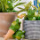4pc Frog Plant Watering Spikes Automatic Plant Waterer System 4