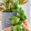 4pc Frog Plant Watering Spikes Automatic Plant Waterer System 5
