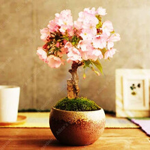 Portal Cool Cherry Blossom Sakura Flower Pink 50 Semi Model