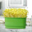 Tray Kits Microgreens Growing Trays For Seed Bean Wheatgrass Maker Container 2