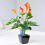 Cute Bird Shape Plant Self Watering Device Transparent-Orange 2