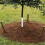 20pcs Corrugated Tree Guards Saplings Tree Trunk Protectors Tree Trunk Guard, Deer and Rabbit Protection Tree Guard Wrap 3