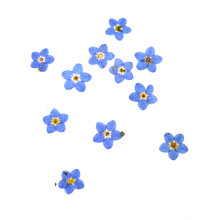 100 St Pressad Torkad Naturlig Blå Forgetmenot Blommaväxt Herbarium för Smycken Telefonfodral Nailart Gör-Det-Själv