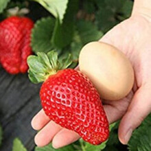 Strawberry Seeds 100 Pcs Outdoor Growth, Decorative Garden Fruit Seeds Kit, One Size