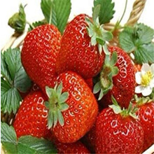 Strawberry Seeds 100 Pieces Climbing Strawberry Variety For Home Garden Planting